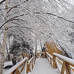 365 ブラショフ