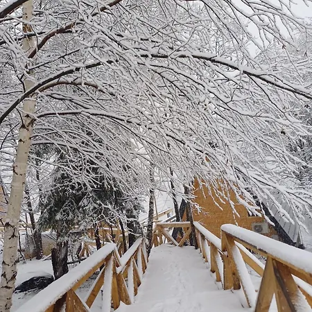 365 Brasov